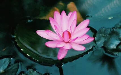 In The Flow Of Stillness And Peace - Crystal Bowls