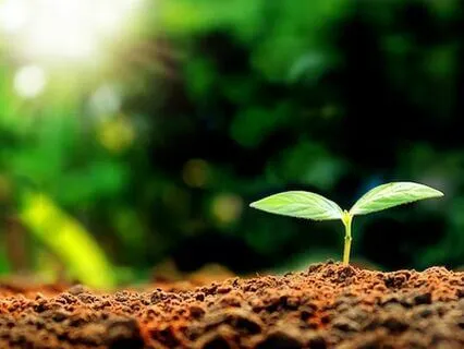 In The Garden Piano Meditation For New Beginnings And Growth