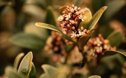 In the Kitchen Witch's Garden: Beltane/May Day