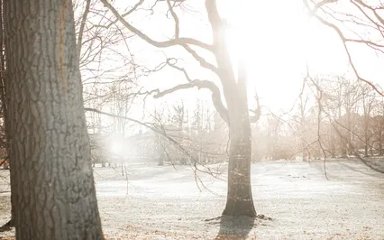 In The Kitchen Witch's Garden: Imbolc