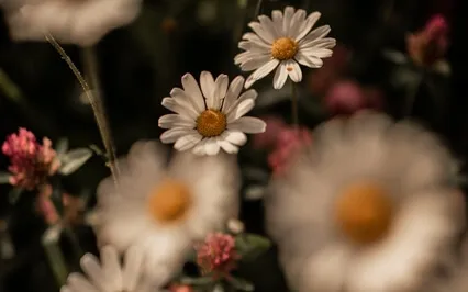 In The Kitchen Witch's Garden: Lammas/Lughnasadh