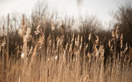 In The Kitchen Witch's Garden: Mabon/Autumn Equinox