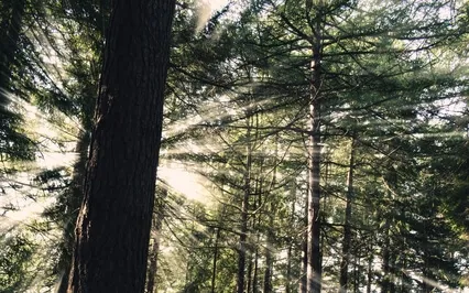 In The Midst Of Nature: Peaceful Ambience