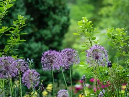 In The Old Back Garden With Your Inner Child