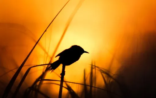 In The Predawn Light