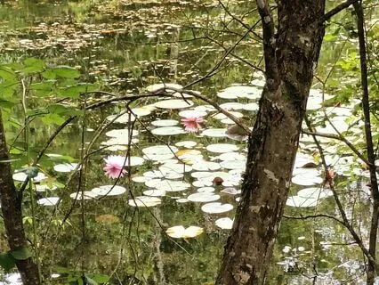 In The Realm Of Solfeggio Frequency At 852 Hertz