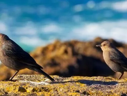 In The Spirit Of The Deep Canyon Flute