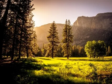 In The Stillness Of The Forest