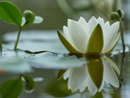 'In The Stillness Of The Silence' Meditation