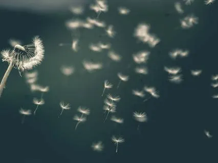 In The Wind | Soft Ambient Native Flute Music To Relax