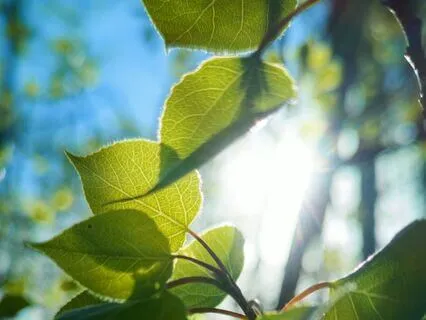 In Your Light | Rumi Poem