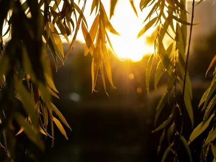 Inception Healing: A Transformative Journey