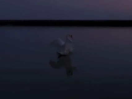 Inchoate . Paracusia