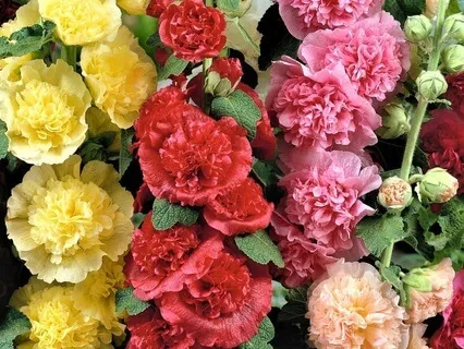 Inclusive Heart Opening To Palestine And Beyond