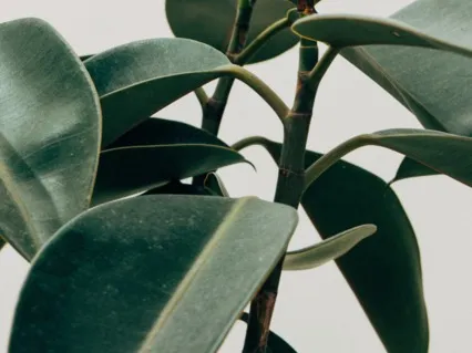 Increase Focus And Productivity With 532 Hz Solfeggio Music