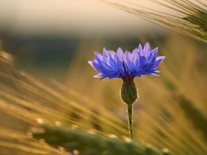 Incredibly Soothing Focus Beats