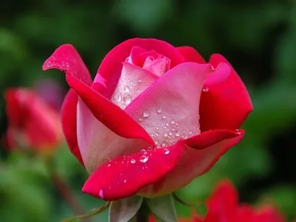 Independently Spacious: Radiance Sutras Verse 105