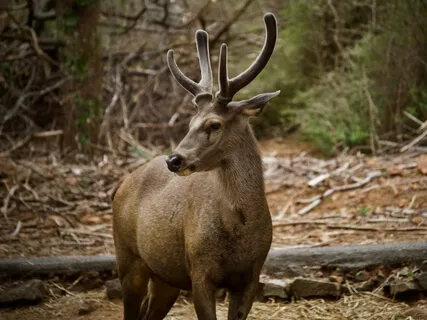 Indian Forest Wrap & The Animals Of Unconditional Love