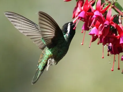 Individual Creation Vs. Collective Will