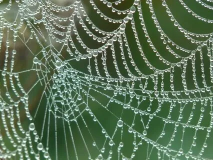 Indra's Net: Our Interconnectedness & Interdependency