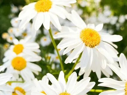 Infertility: Listening Within