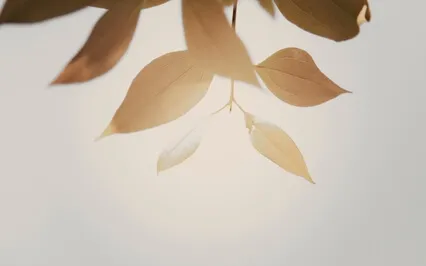 Infinite Love (Harp & Piano Remaster)