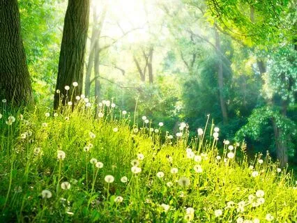 Infinite Prosperity With 528 + 888 Hz Tuning Forks (Theta)