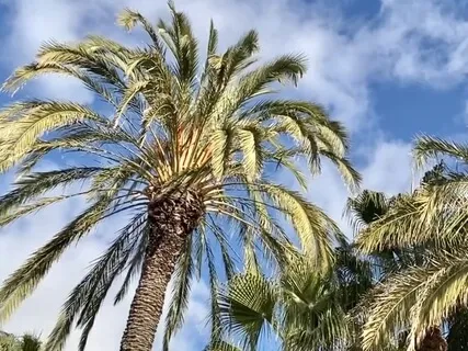 Influencer Affirmations