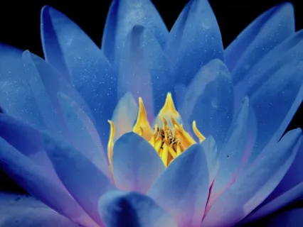 Infusing Loving-Kindness