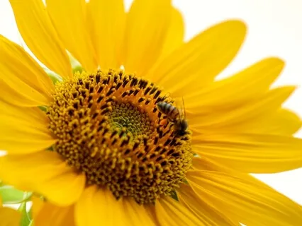 Infusing Ourselves With Bliss