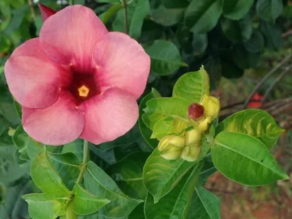 Inhabit Your Inner Universe With Yoga Nidra