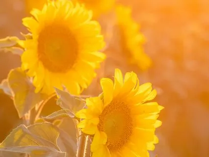 Inhale, Exhale, Everything Will Be Okay: Find Calm Now