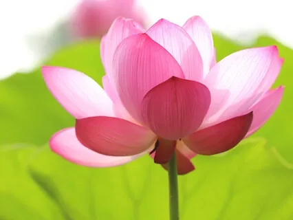 Initiation In The Intellect Settles Seeker Into Meditation