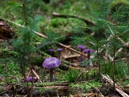 Living In Symbiosis Meditational Talk