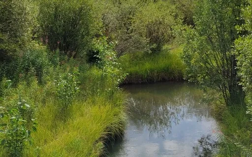 Injury And Discomfort Body Wisdom Meditation