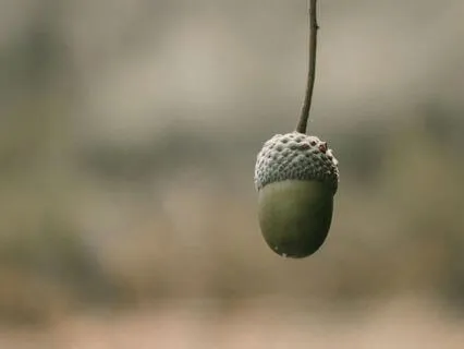 Inner Acorn- Growth And Wisdom