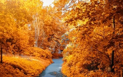 Inner Autumn Wisdom | PMS + PMDD | Live Recording