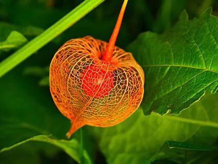 Inner Body Attunement