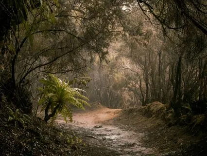 Inner Calm: Cultivate Calm Amidst Chaos