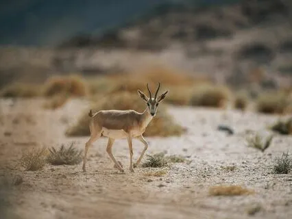 Inner Child Connection Meditation