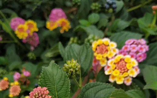 Inner Child Healing Heart Space