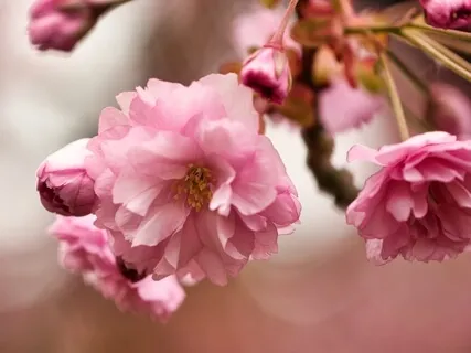 Inner Child Healing Visualisation