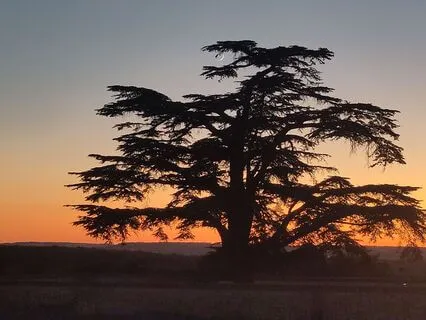 Inner Child - Ho'oponopono - Energy Healing