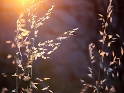 Inner Child, Inner Parent