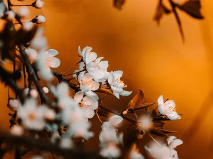 Inner Child Meditation