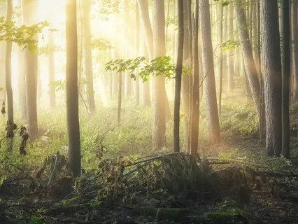 Inner Child Meditation With Buddhist Heart Qualities