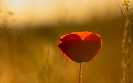 Inner Child Reconnection