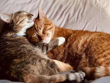 Inner Child Support, Become Your Own Best Healer