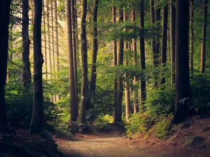 Inner Council Meditation (IFS /Parts Work)