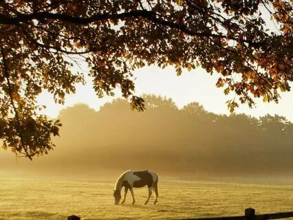 Inner Fence: Daily Ritual For Self-Boundary Setting